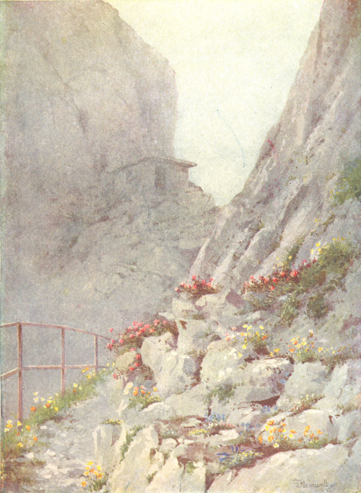 SWITZERLAND. An Alpine Garden at the summit of the Rochers de Naye 1917 print